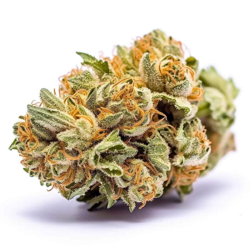 Amnesia Haze Cannabissamen Hanfsamen Seeds kaufen