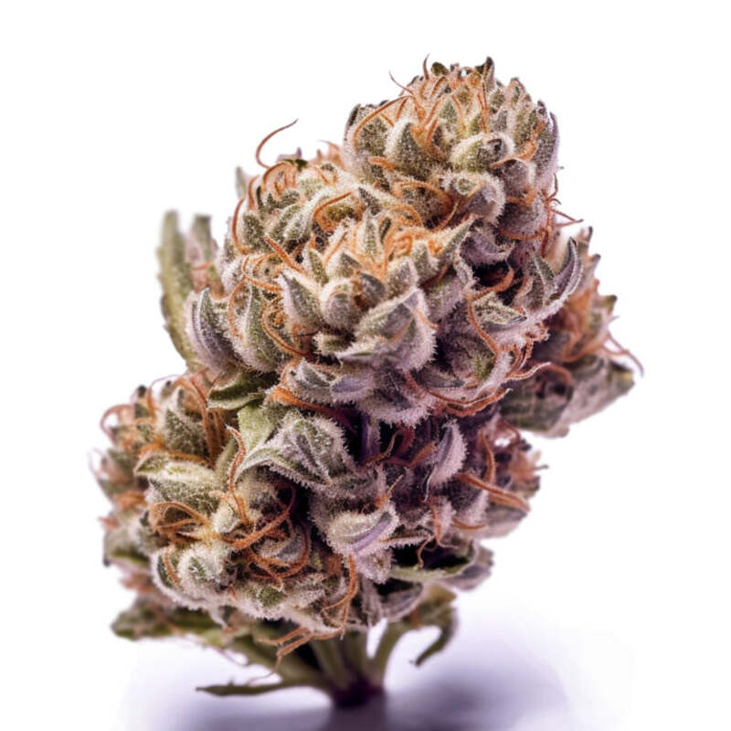 Purple Haze Cannabissamen Hanfsamen Seeds kaufen