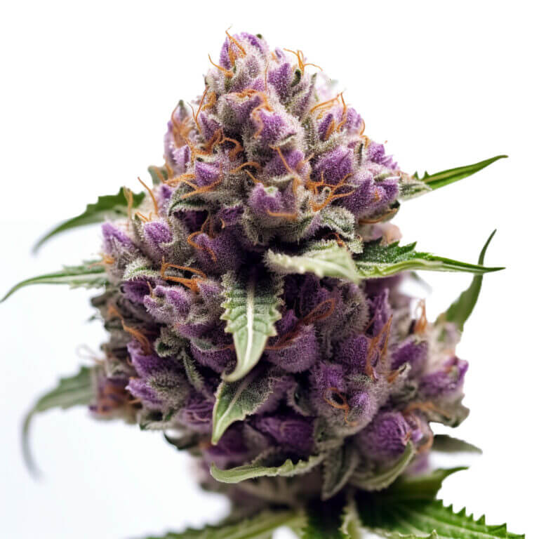 Purple Kush Cannabissamen Hanfsamen Seeds kaufen