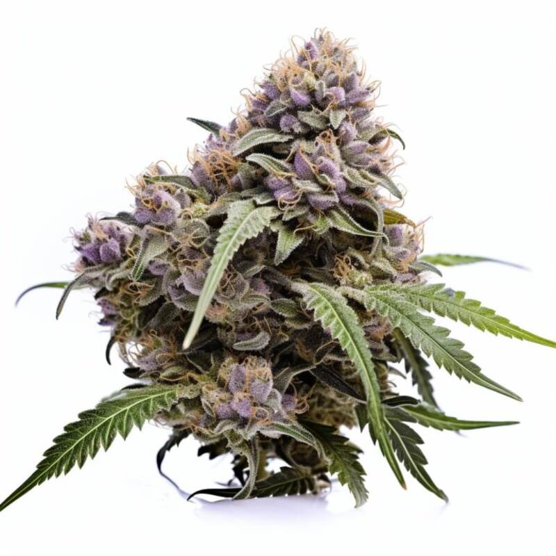 Watermelon Punch Cannabissamen Hanfsamen Seeds kaufen